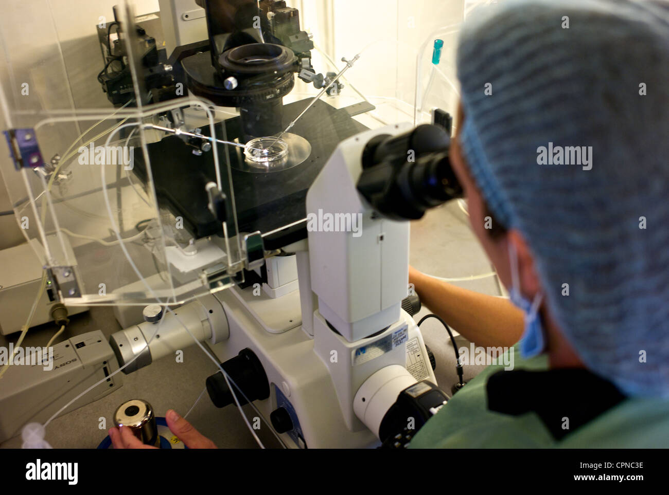 FECONDAZIONE IN VITRO Foto Stock