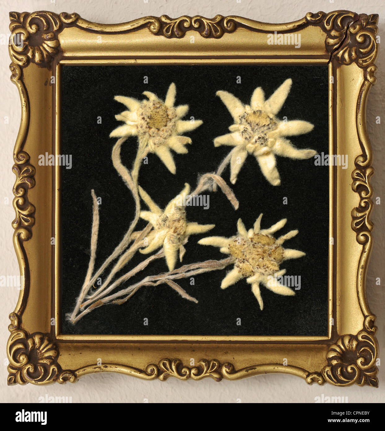 Botanica, edelweiss, alpine eelweiss in picture frame, Germania, circa 1959, Additional-Rights-clearences-not available Foto Stock