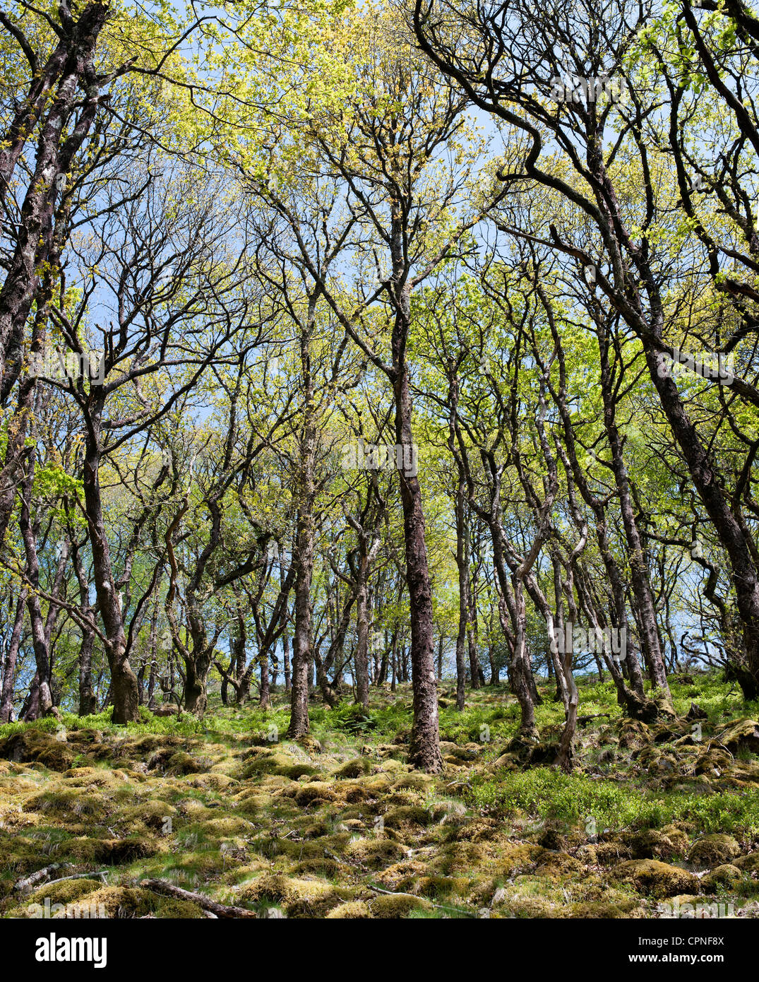 Boschi di querce e di faggi lungo il fiume Dart. Devon, Inghilterra Foto Stock