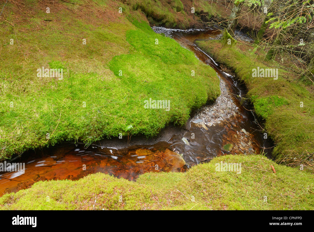 Stream, colorata dalla torba dal circostante brughiera, correndo attraverso una foresta sull'altopiano di Migneint. Foto Stock