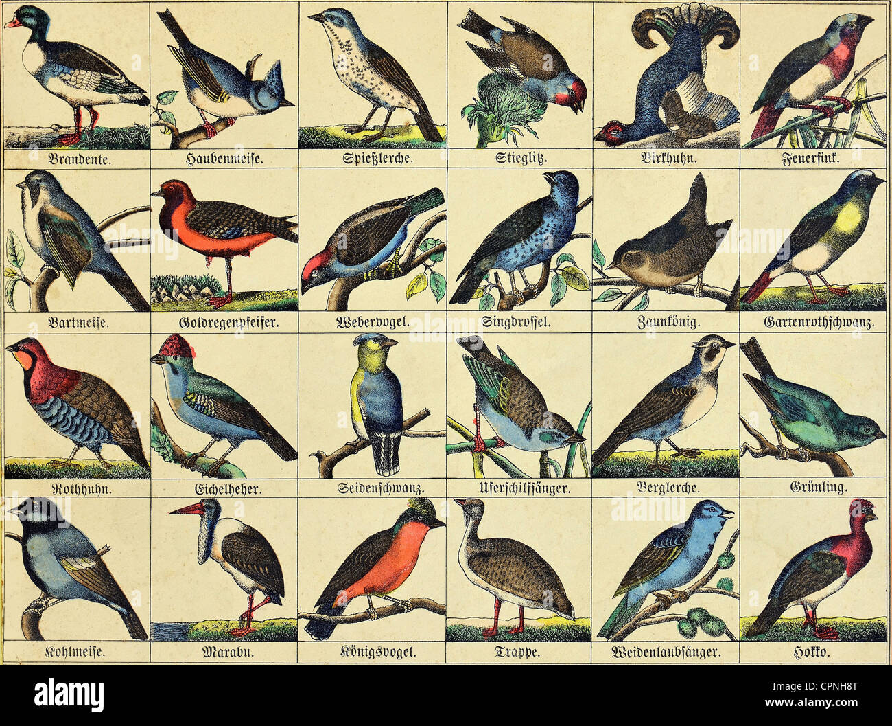 zoologia / animali, uccelli, specie di uccelli locali ed esotiche, carta illustrata, Germania, circa 1865, diritti aggiuntivi-clearences-non disponibile Foto Stock
