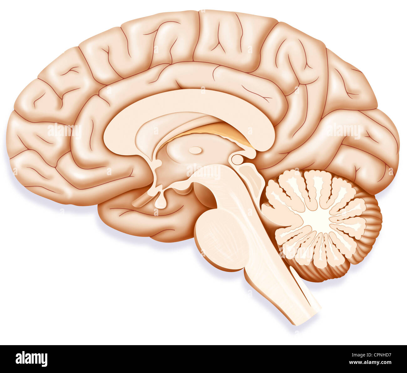 ILLUSTRAZIONE DEL CERVELLO Foto Stock