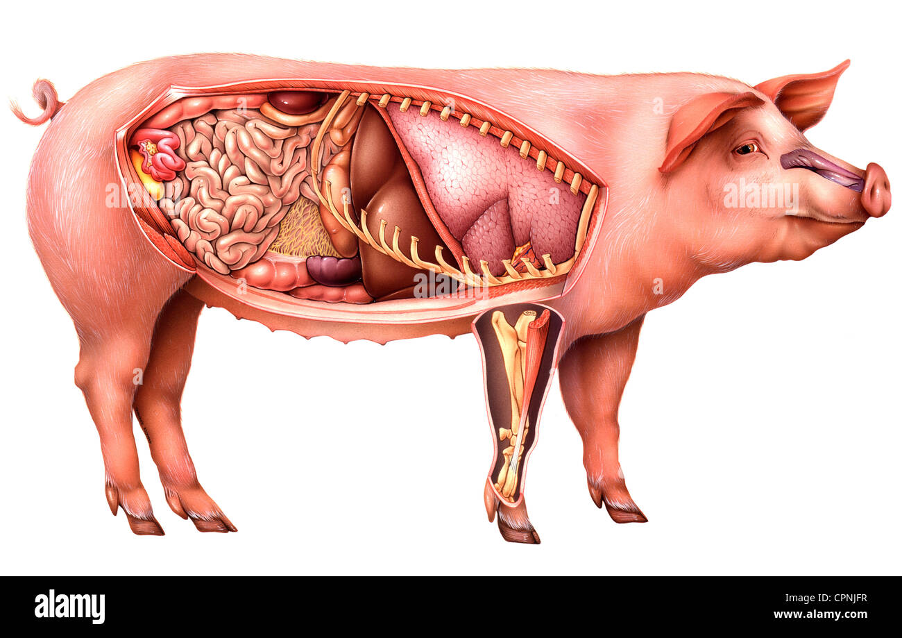 Anatomia di maiale, disegno Foto Stock