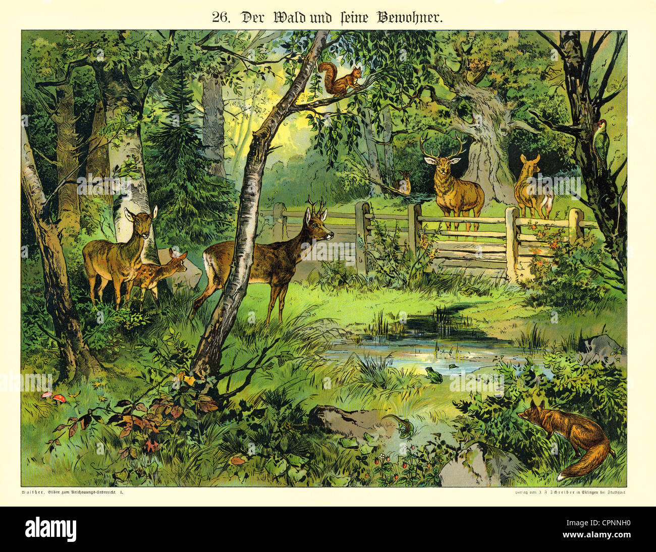 Pedagogia, materiale didattico, 'Der Wald und seine Bewohner' (la foresta e i suoi abitanti), della serie di immagini per la lezione-oggetto, Germania, circa 1885, diritti-aggiuntivi-clearences-non disponibile Foto Stock