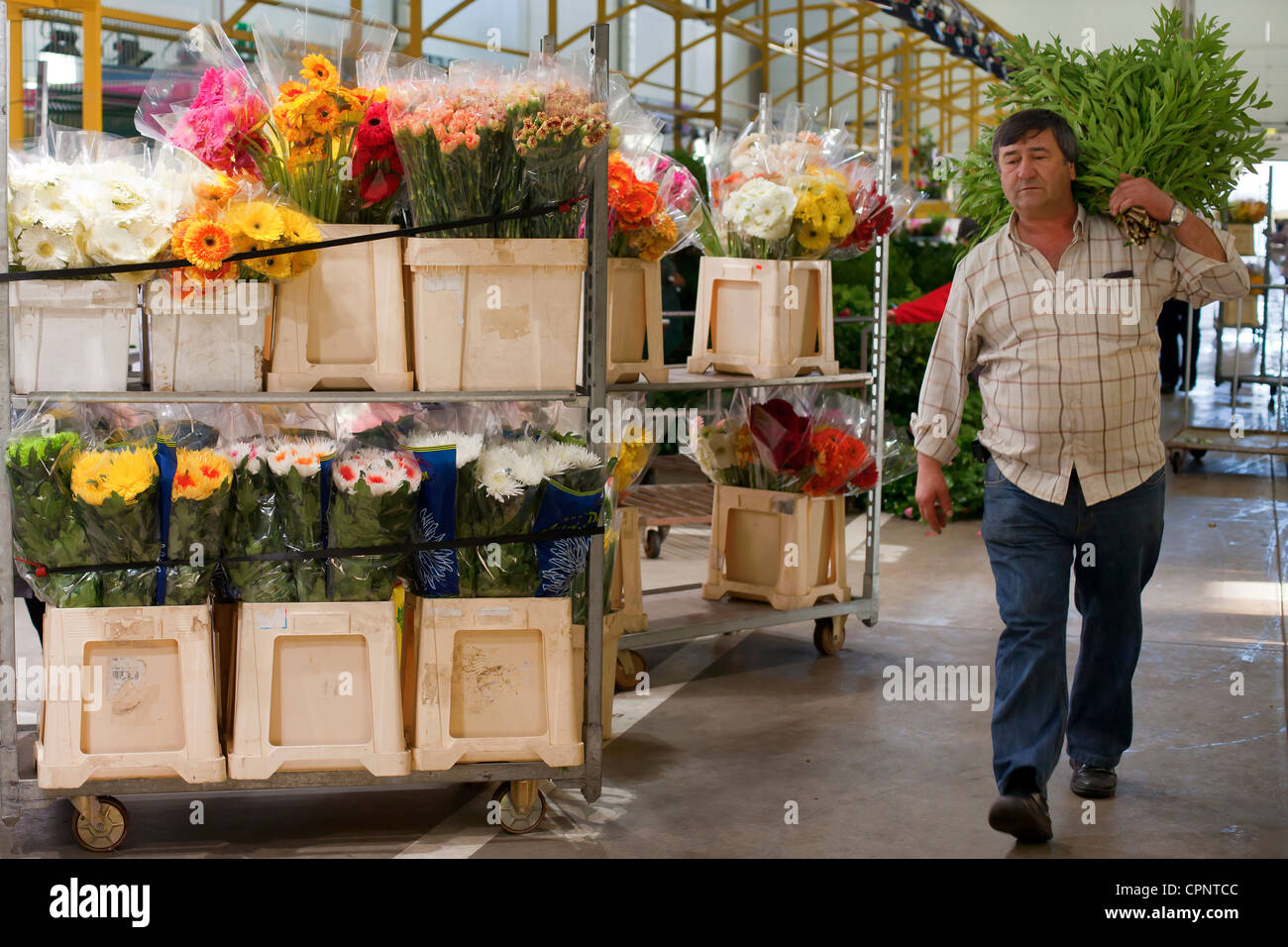 Mercato dei fiori a Marl (Mercado Abastecedor da Regiao de Lisboa), a Sao Juliao fare Tojal, Portogallo. Foto Stock