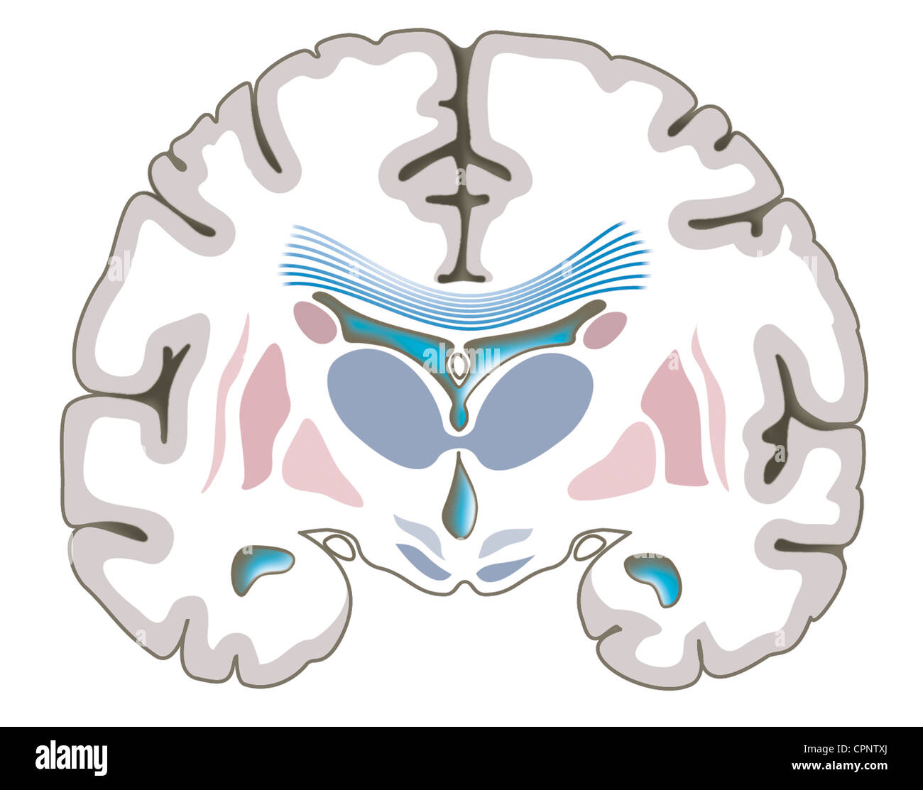 VENTRICULI CEREBRI Foto Stock VENTRICULI CEREBRI Foto Stock