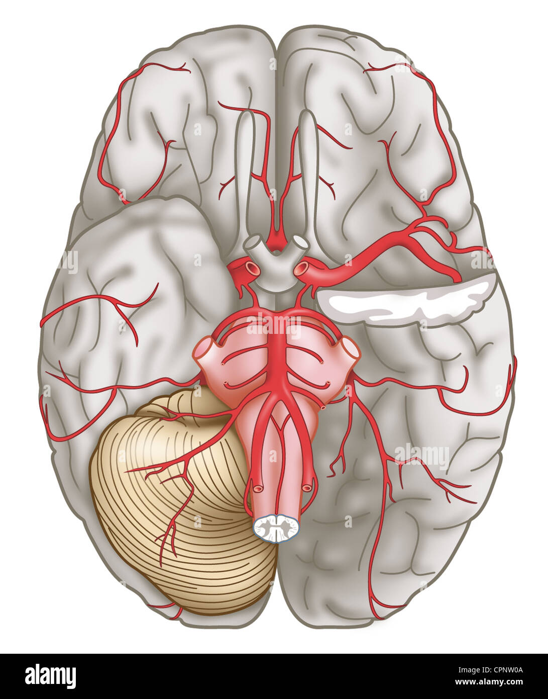 Arteria cerebrale, illustrazione Foto Stock