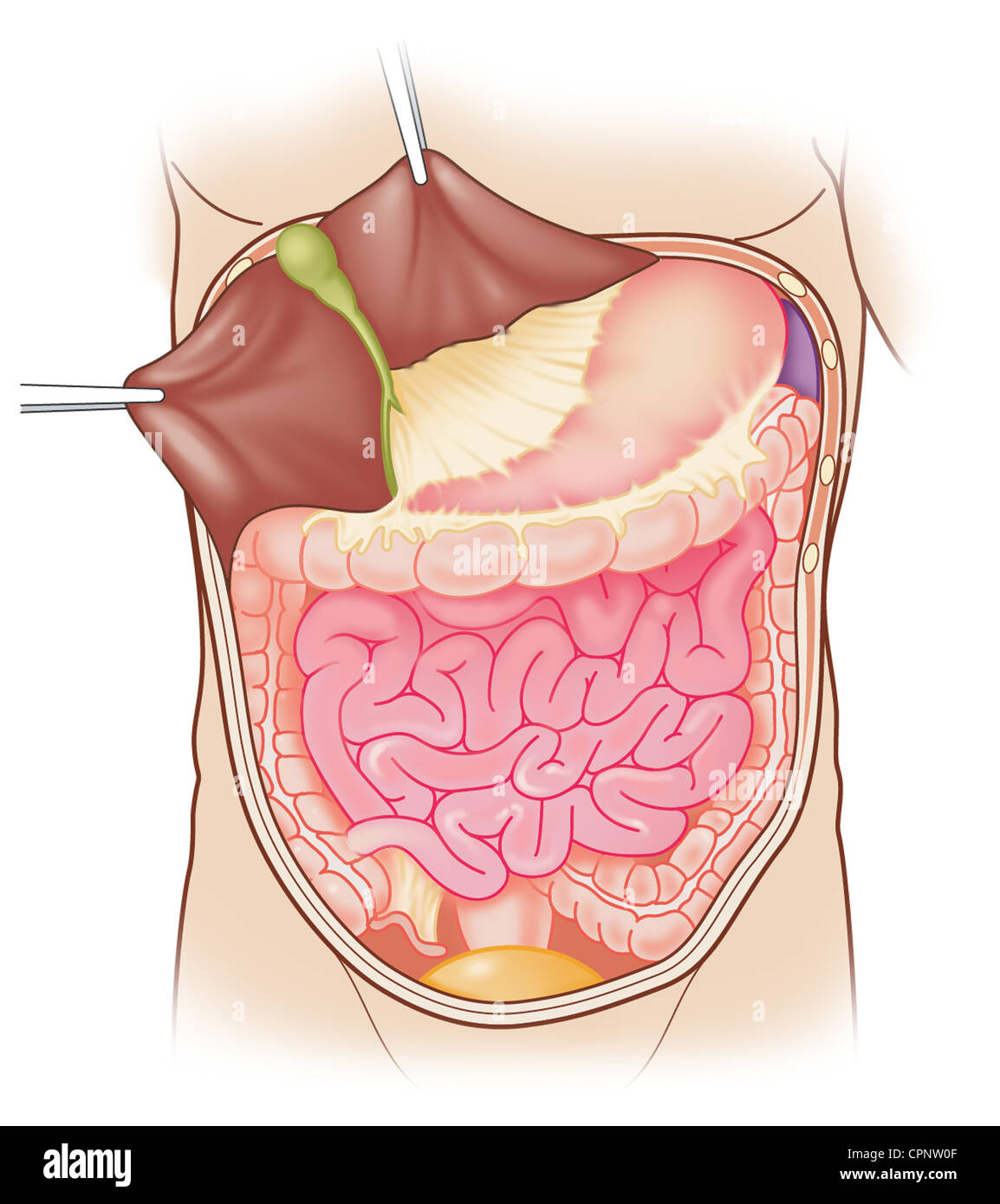 Addome, anatomia Foto Stock