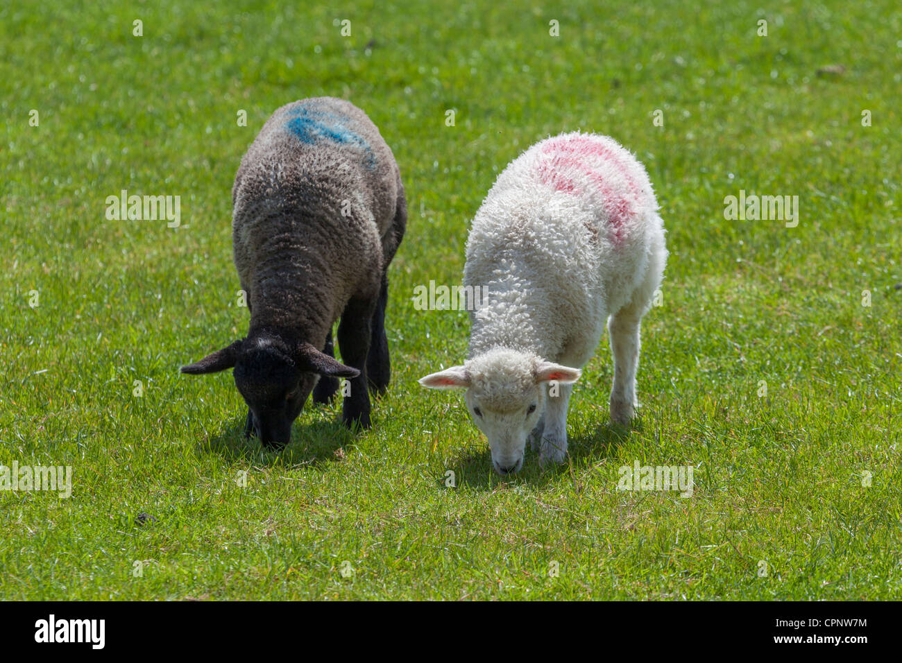Due agnello, uno bianco e uno nero al pascolo, South Downs. Foto Stock