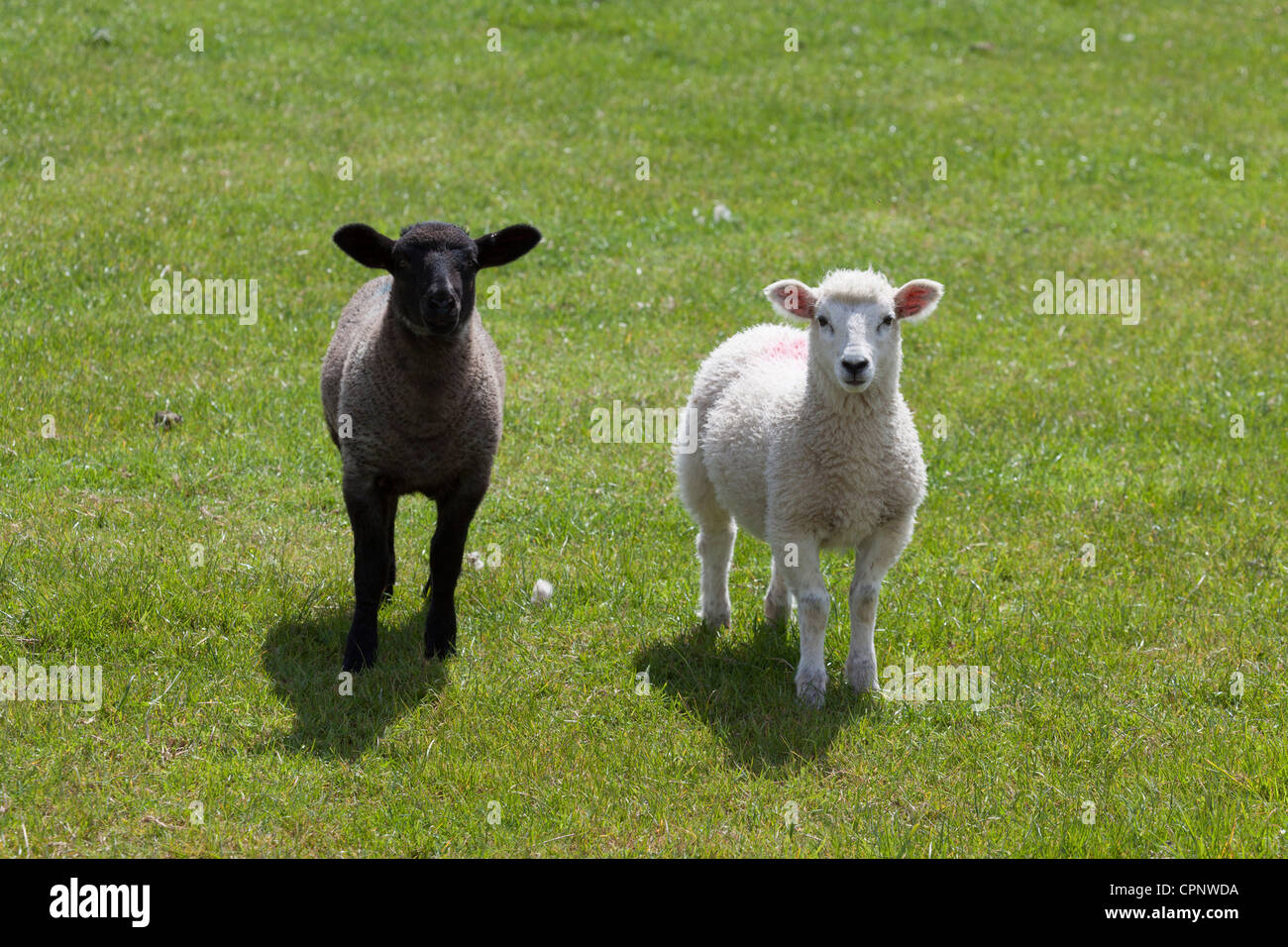 Due agnello, uno bianco e uno nero guardando la telecamera, South Downs. Foto Stock