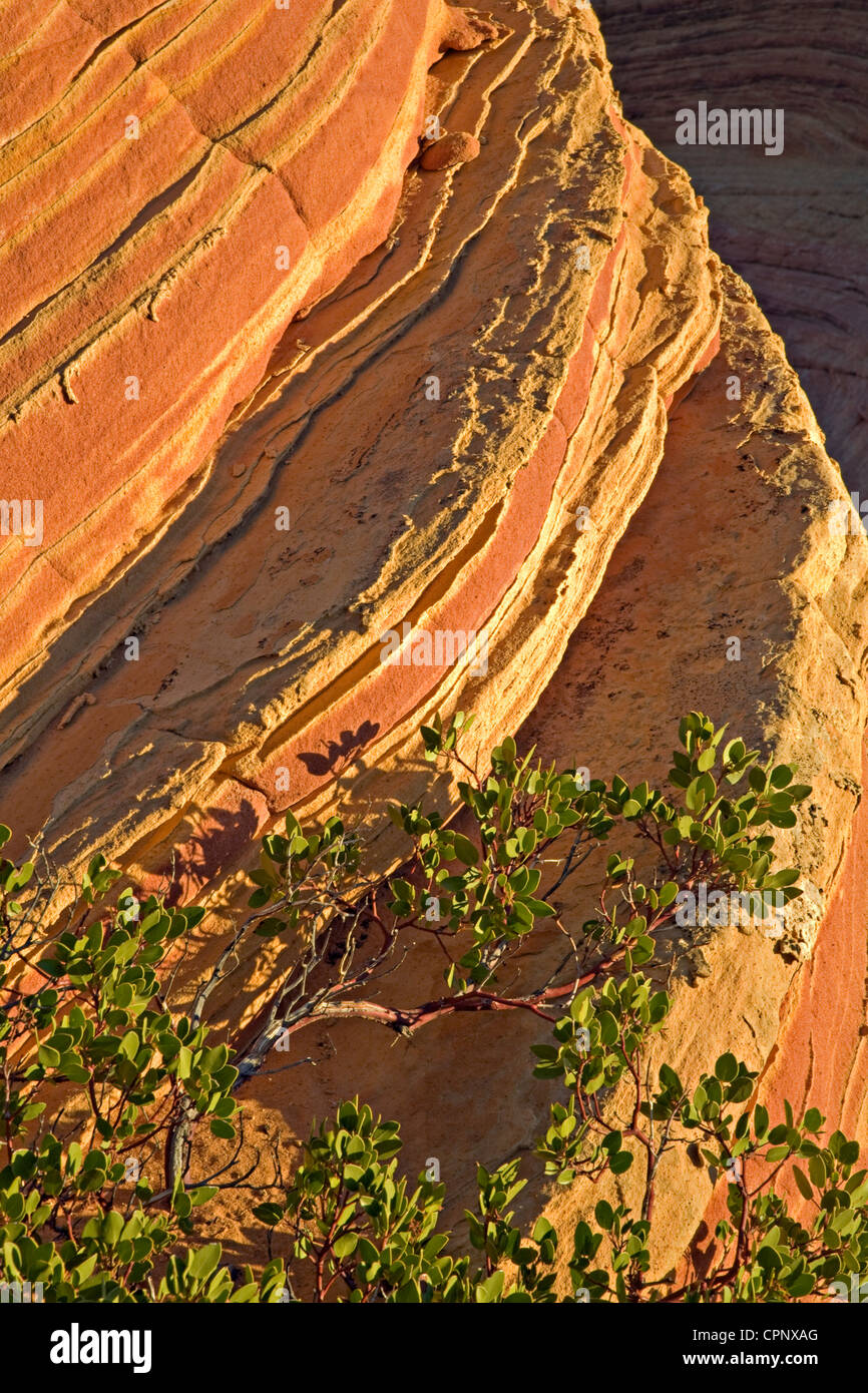 Un Greenleaf manzanita (Arctostaphylos patula) riccioli intorno al moto vorticoso di arenaria Navajo nel sud di Coyote Buttes, Arizona Foto Stock