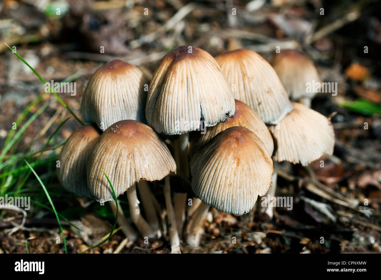 Toadstools crescente dal decadimento radici di un albero in un giardino suburbano Foto Stock