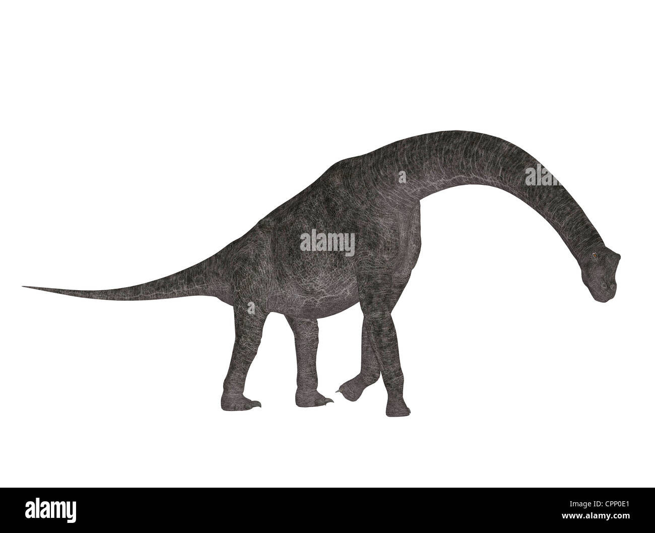Illustrazione di un Brachiosaurus (specie di dinosauro) isolato su sfondo bianco Foto Stock