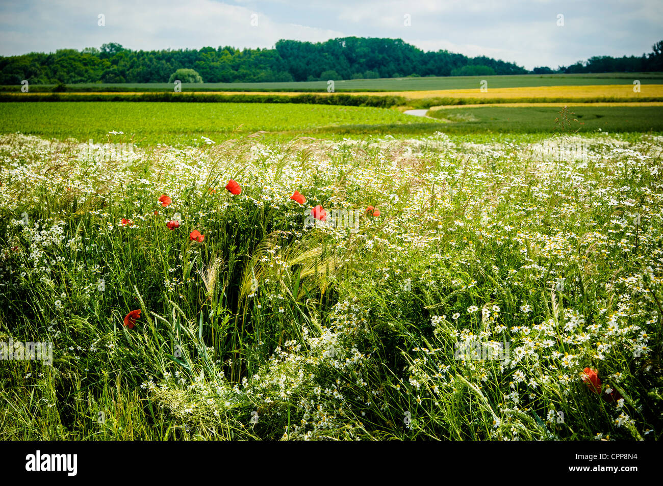 Lato paese con i fiori di papavero Foto Stock