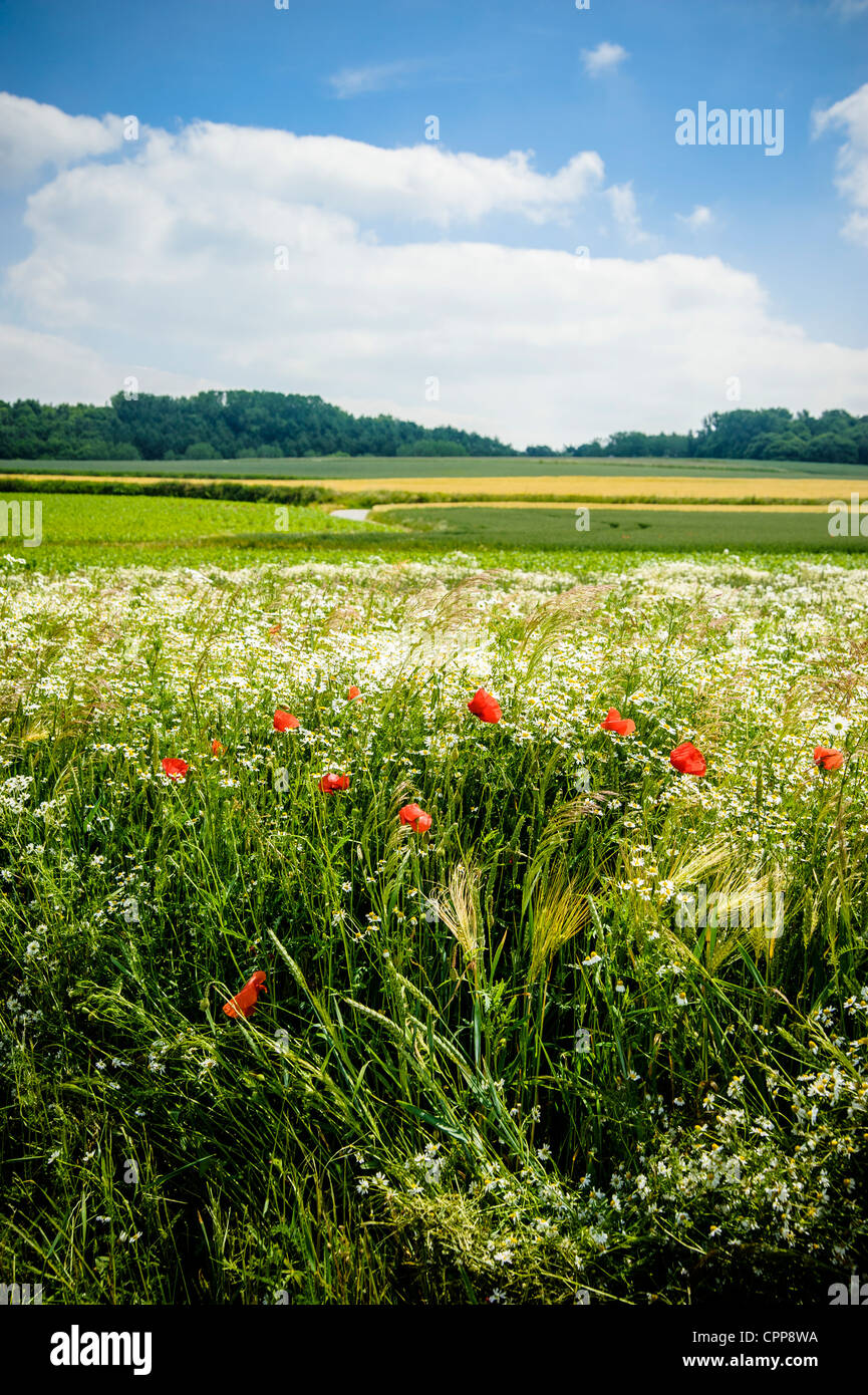 Lato paese con i fiori di papavero Foto Stock