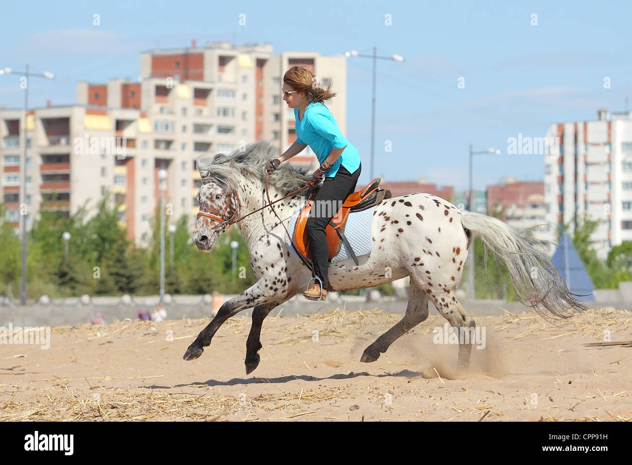 Ragazza cavalca un cavallo di razza di Altai Foto Stock