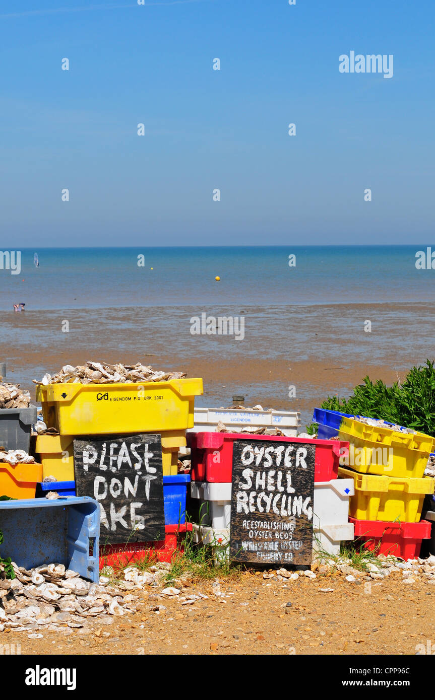 Oyster conchiglie sulla spiaggia di whitstable kent, Inghilterra Foto Stock