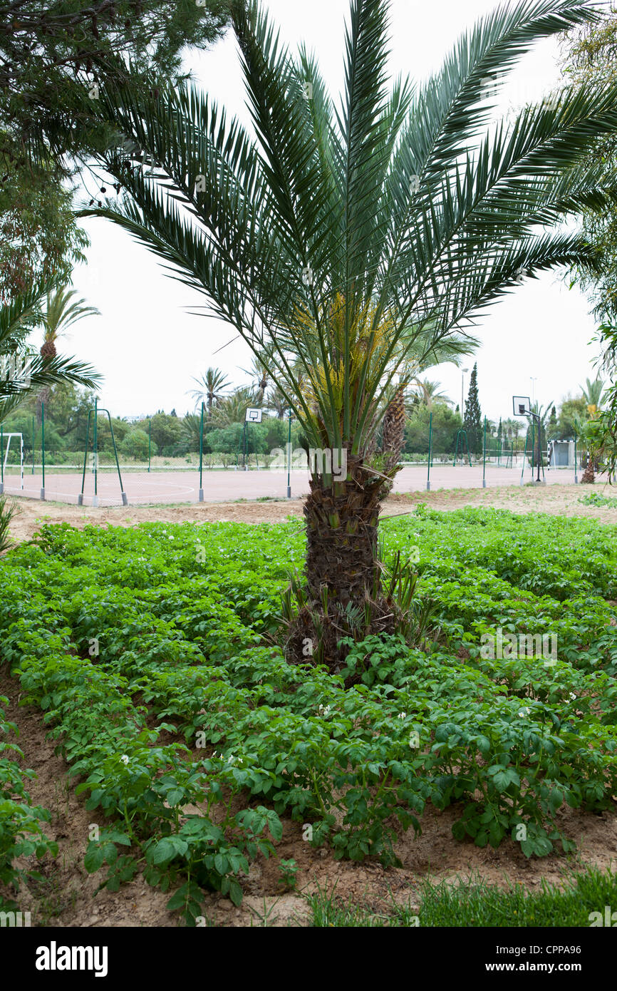 Patate che crescono su kaleyard in hotel territorio, su circa maggio, 2012 a Monastir, Tunisia. Foto Stock