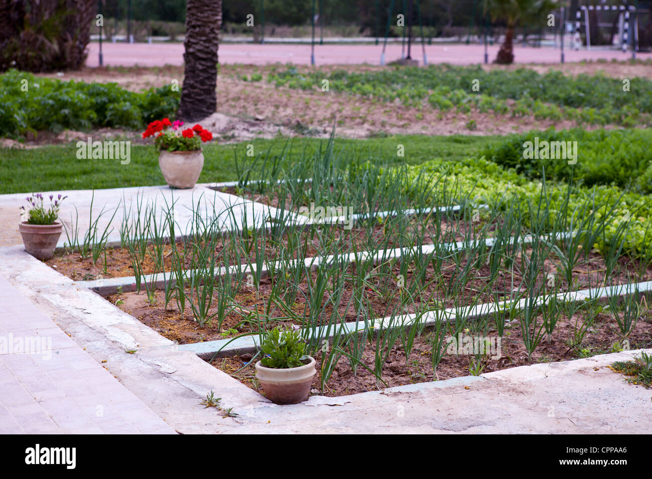 Onion delle piante sulla terra coltivata nel cortile interno dell'hotel a Monastir, Tunisia Foto Stock