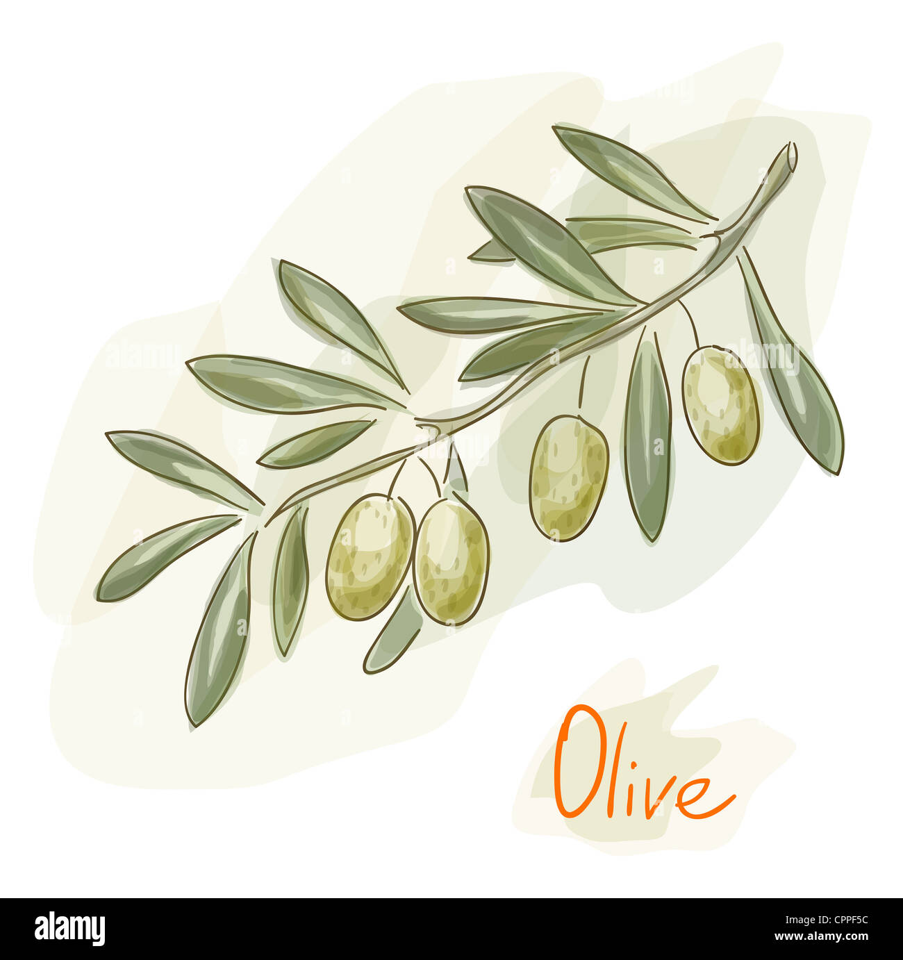 Il ramo di olive verdi. Stile acquerello. Illustrazione. Foto Stock