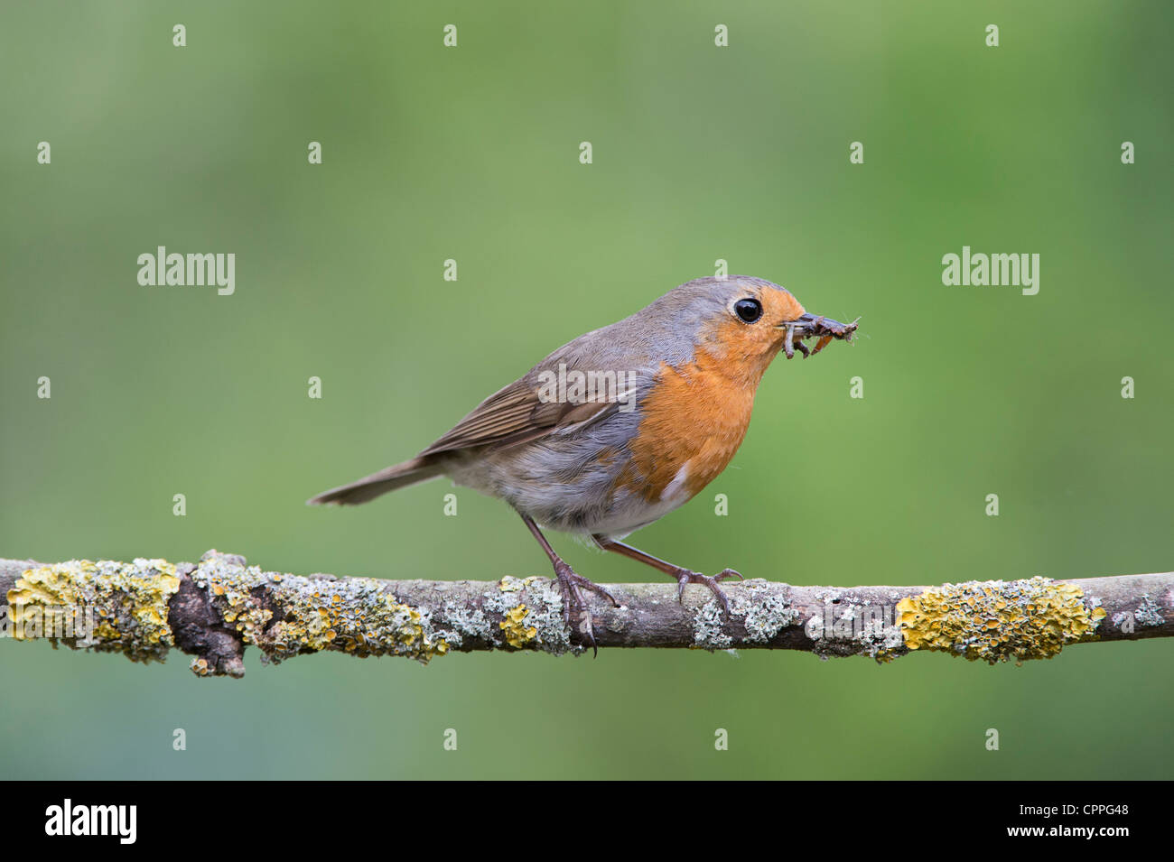 Robin appollaiato su un ramo con le larve nel suo becco Foto Stock