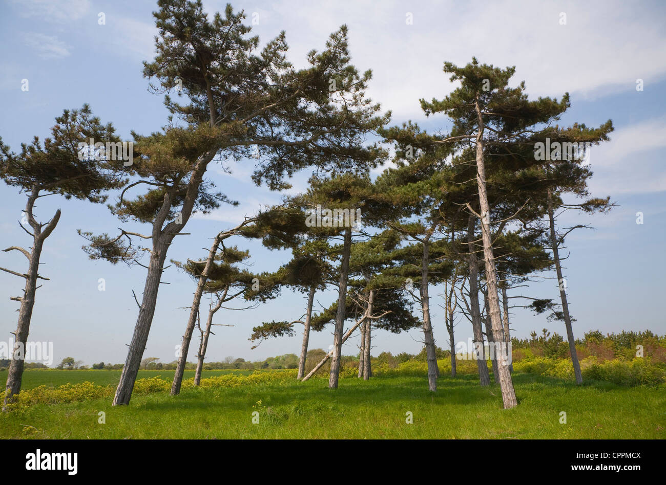 Intrico di alberi di pino cercando Bawdsey, Suffolk, Inghilterra Foto Stock