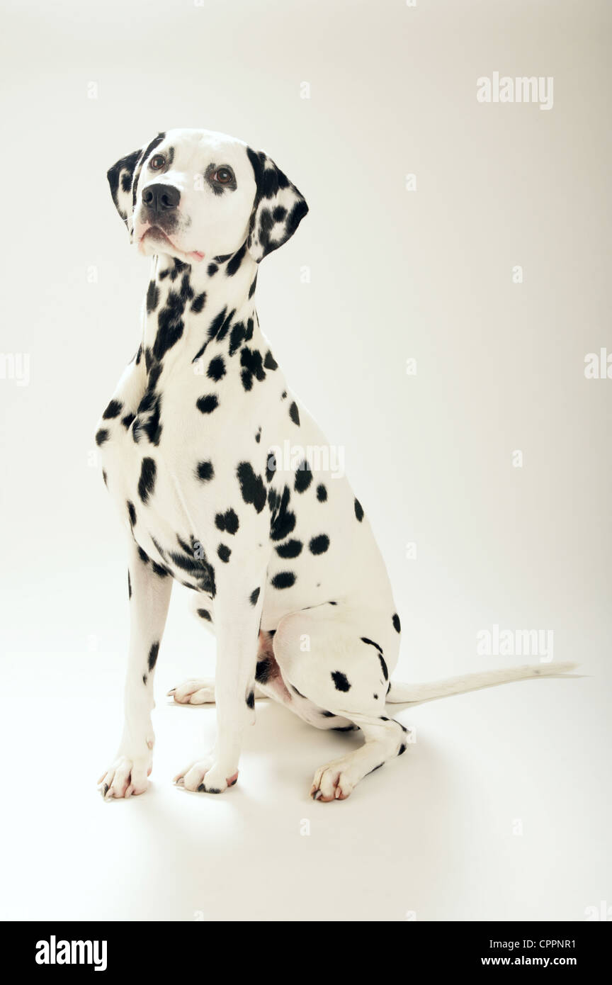 Un cane dalmata seduto su uno sfondo bianco. Foto Stock