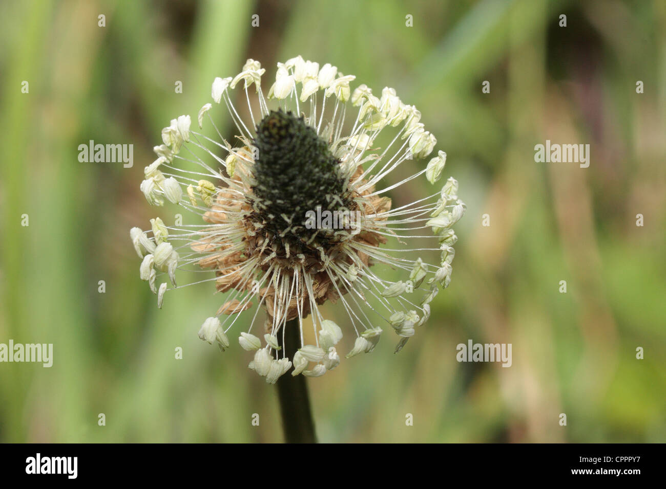 Ribwort piantaggine flower spike. Foto Stock