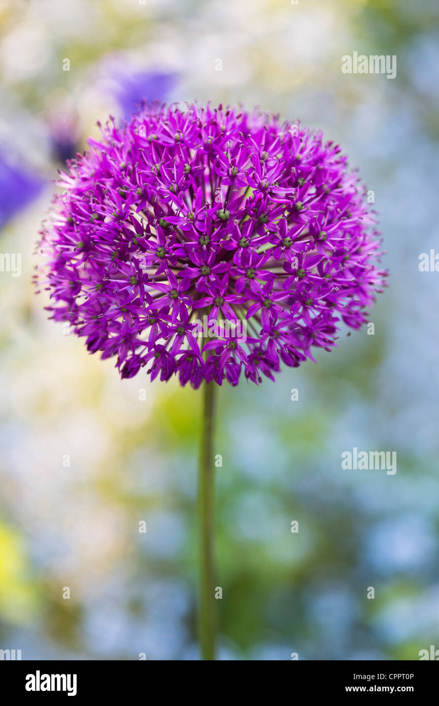 Allium hollandicum 'viola sensazione'. Cipolla ornamentali fiorito davanti non ti scordar di me fiori Foto Stock