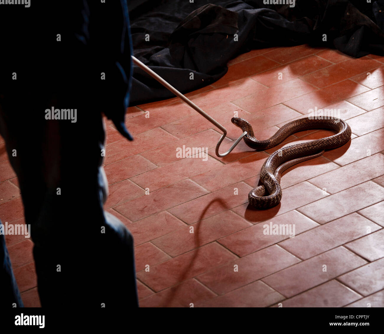 Snake - incantatore è la cattura di un cobra velenoso Foto Stock