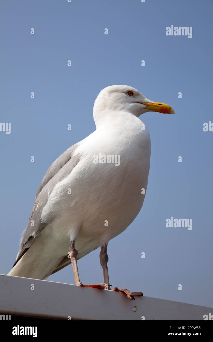 Seagull appollaiato in Brighton - REGNO UNITO Foto Stock