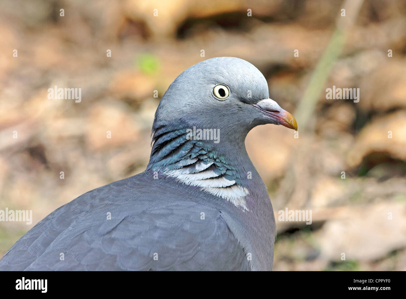 Un Woodpigeon (Columba palumbus) verticale. Foto Stock