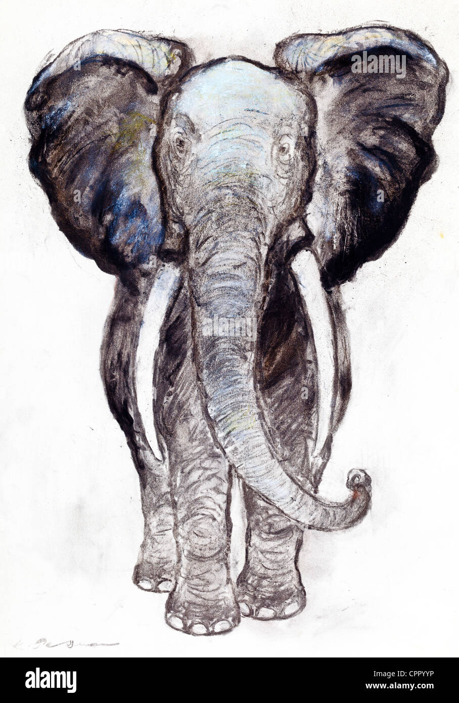 Elefante africano (Elephantidae Loxodonta africana) - colore pastello gessetto su carta da Kurt Tessmann Foto Stock