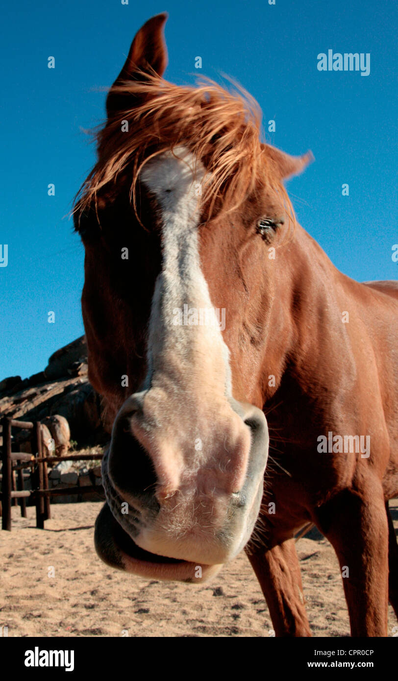 Un cavallo scuote la testa quando viene mostrata la fotocamera Foto Stock