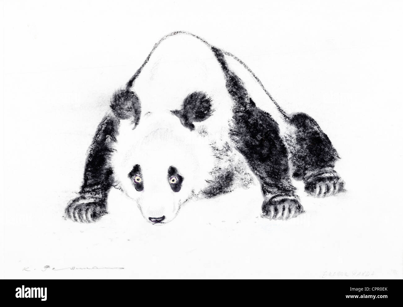 Panda gigante (Ailuropoda melanoleuca) - colore pastello gessetto su carta da Kurt Tessmann Foto Stock