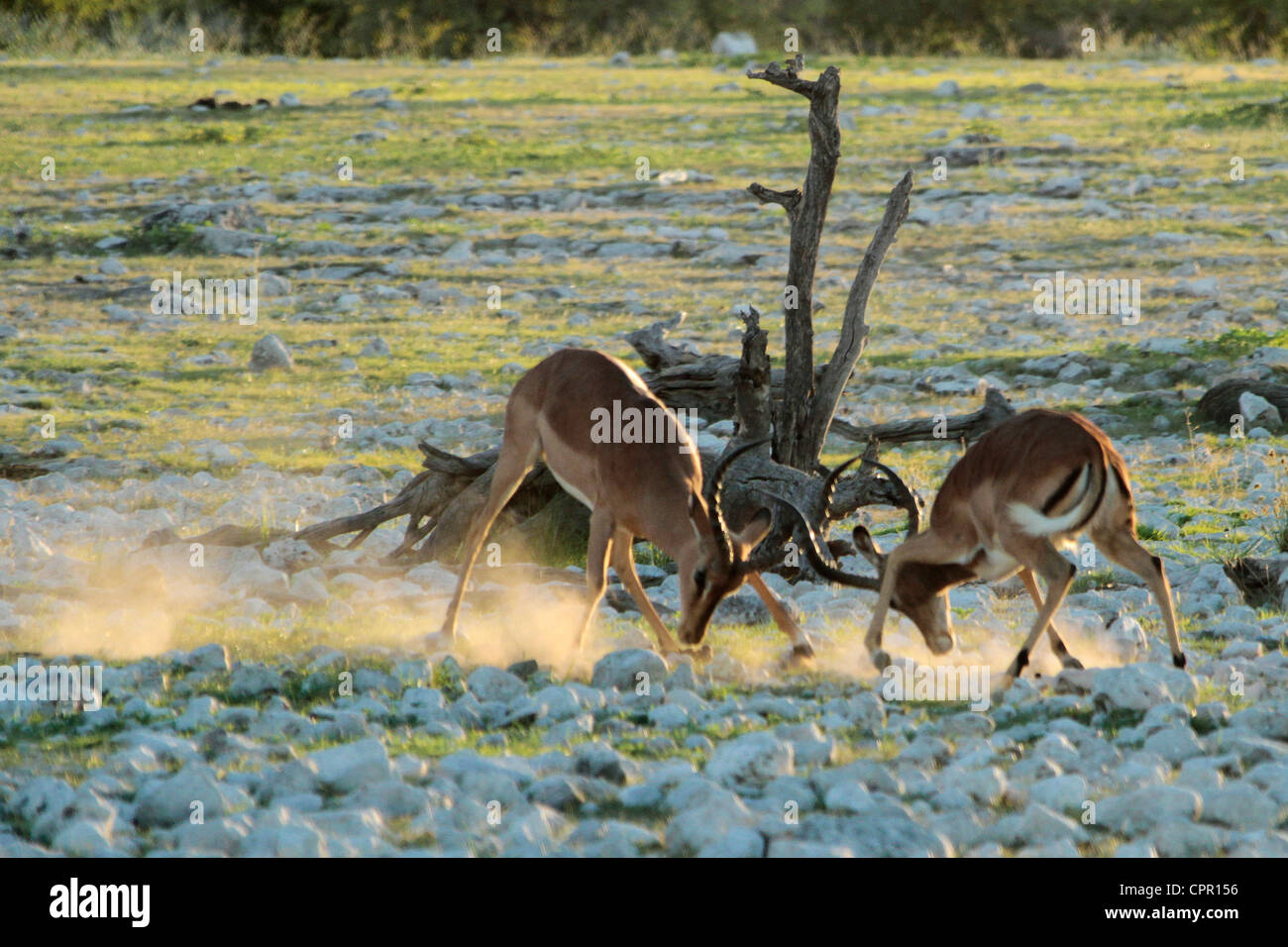 Di fronte nero Impala combattimenti nel Parco Nazionale Etosha Foto Stock