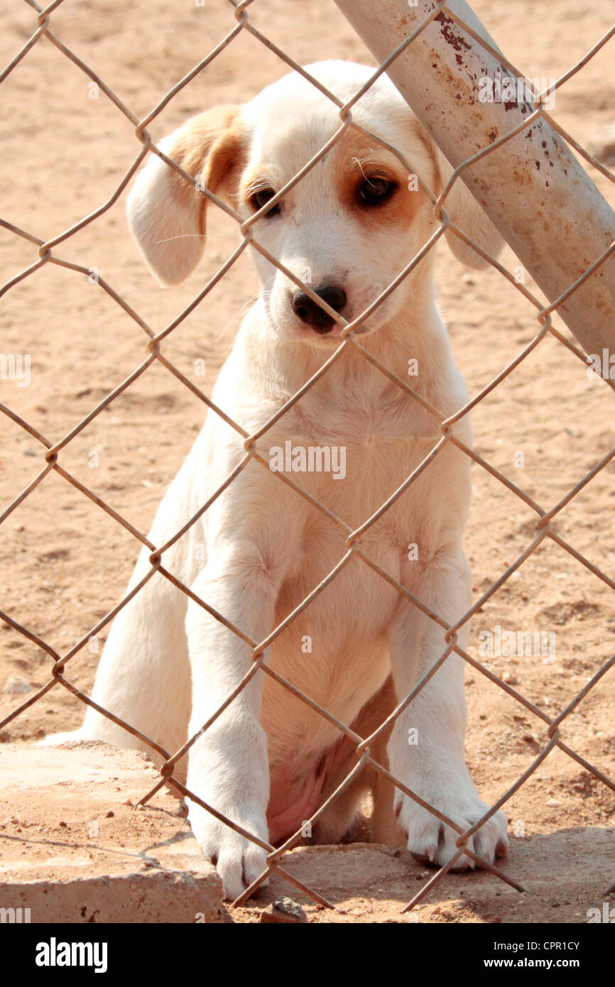 Cane a SPCA Otjiwaongo Foto Stock