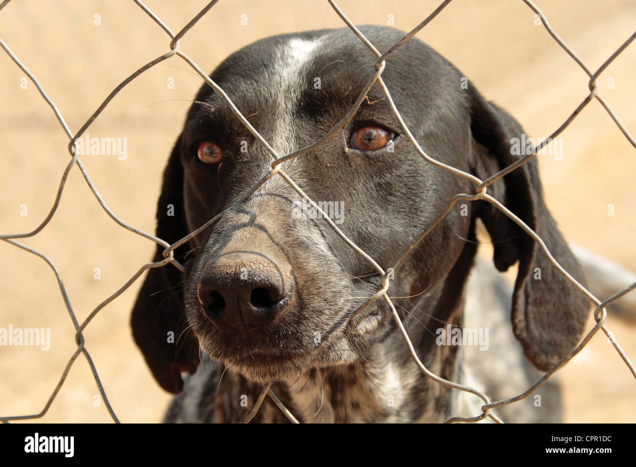 Cane a SPCA Otjiwaongo Foto Stock