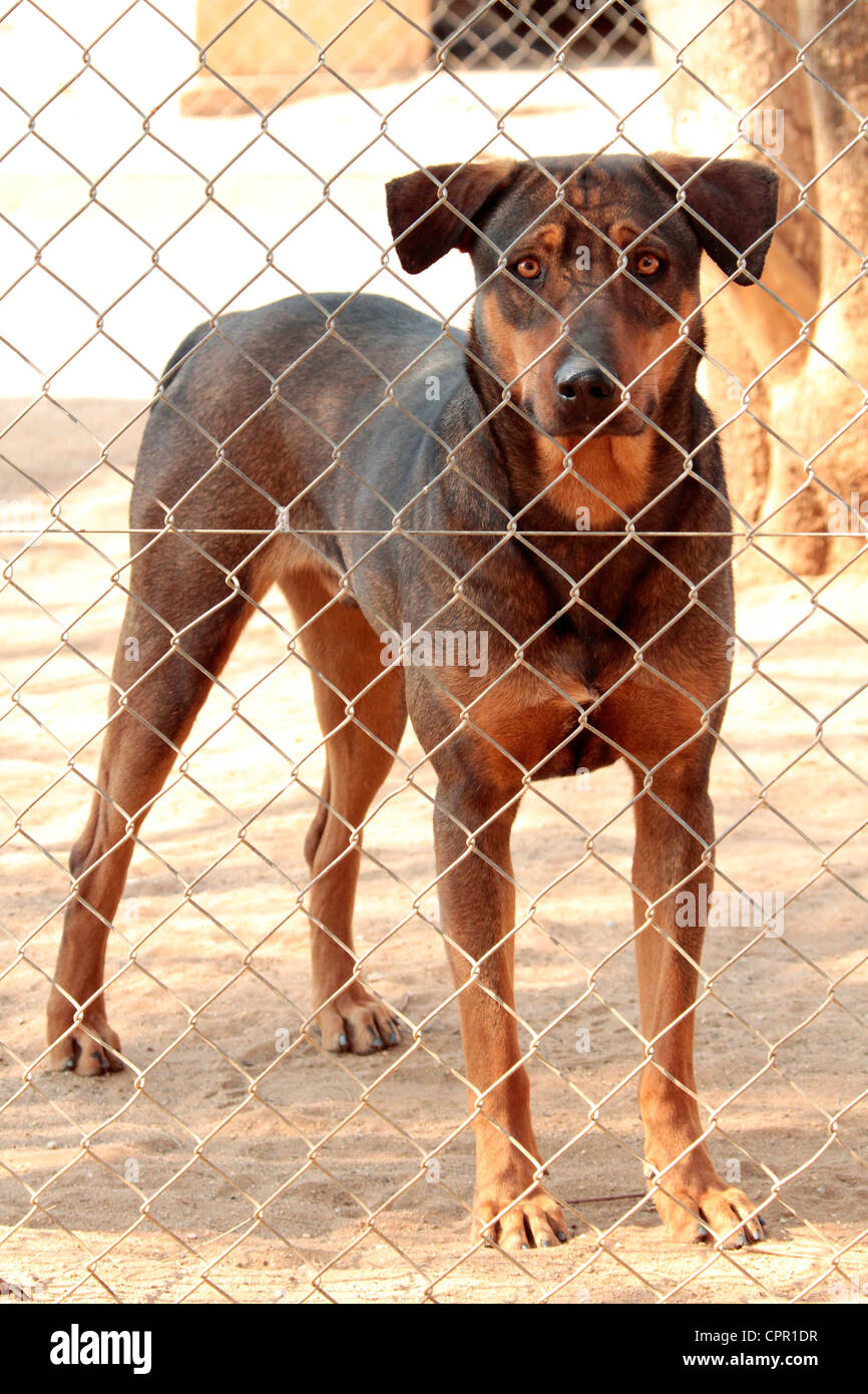 Cane a SPCA Otjiwaongo Foto Stock