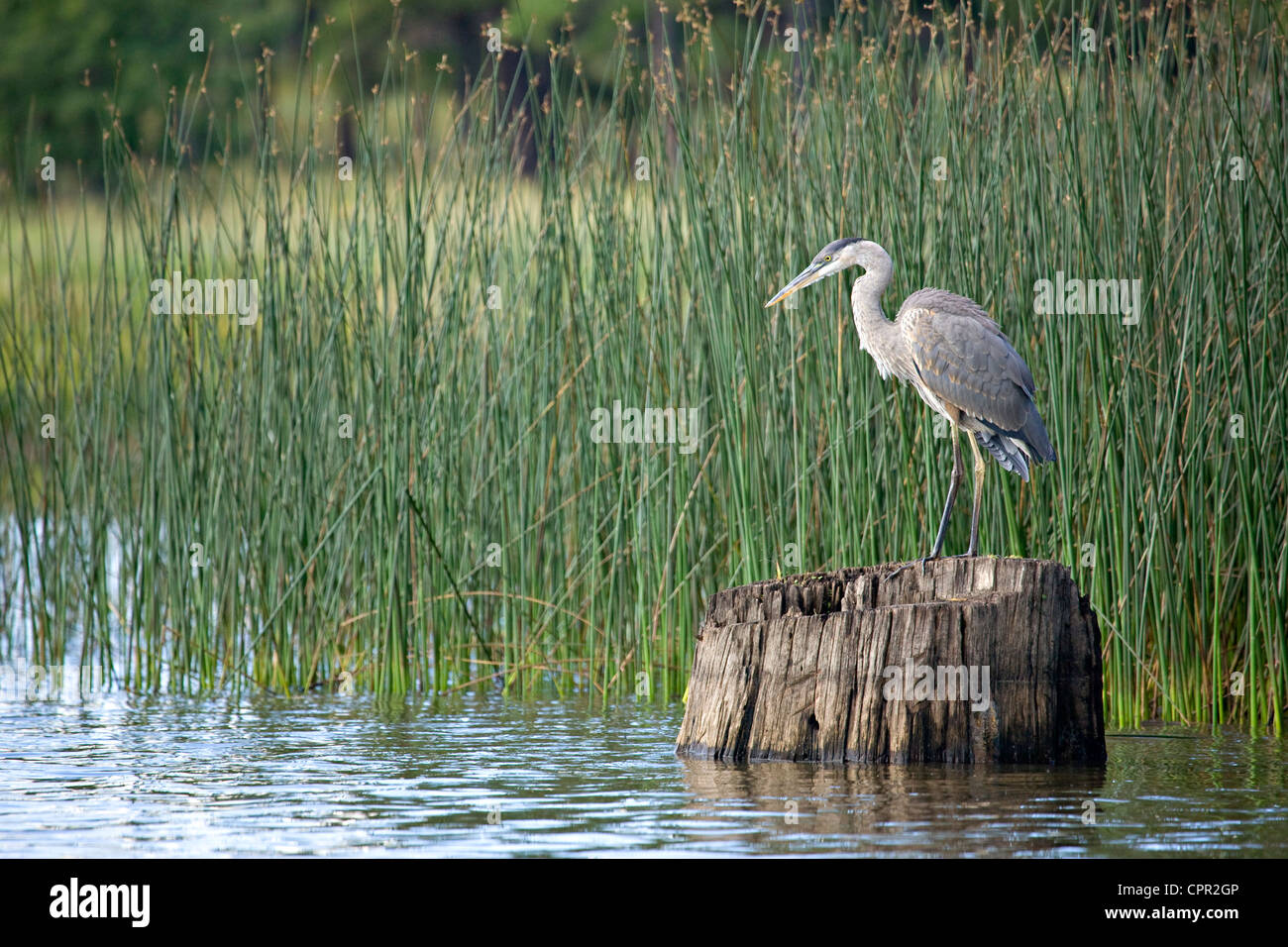 Un solitario airone blu (Ardea erodiade) la caccia di pesce a Cavallo Bianco Lago, Kaibab National Forest, Arizona Foto Stock