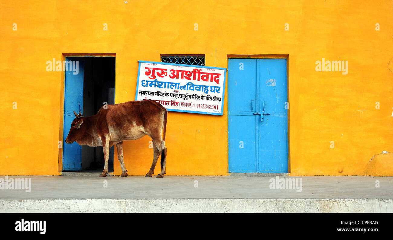 Vacca sacra passeggiate passato una porta aperta in Orchha, India Foto Stock