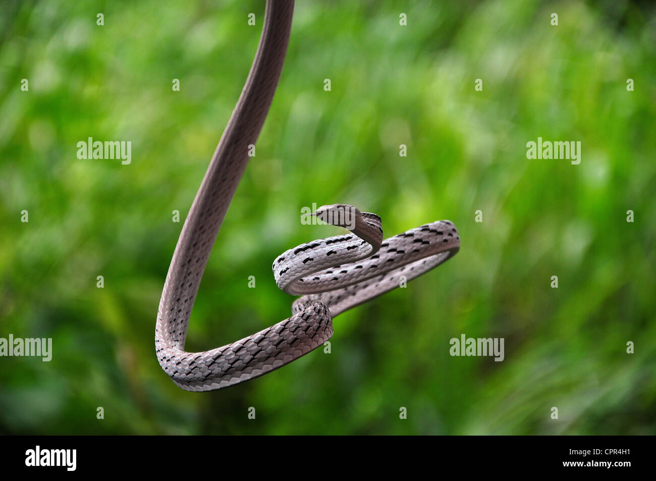 Oriental frusta Snake (Ahaetulla prasina) in un campo Foto Stock