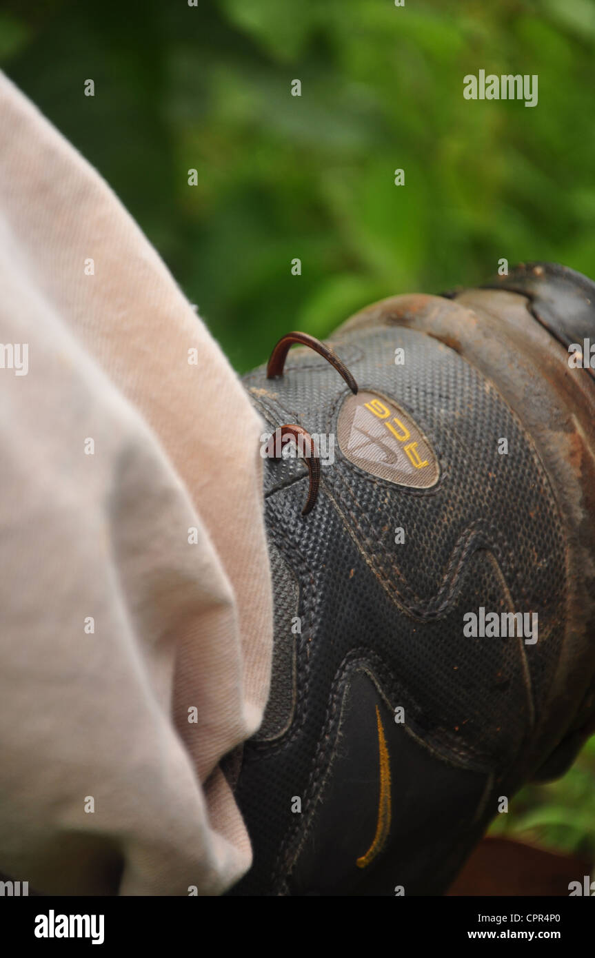 Le sanguisughe (Haemadipsidae) su un escursionismo boot. Foto Stock