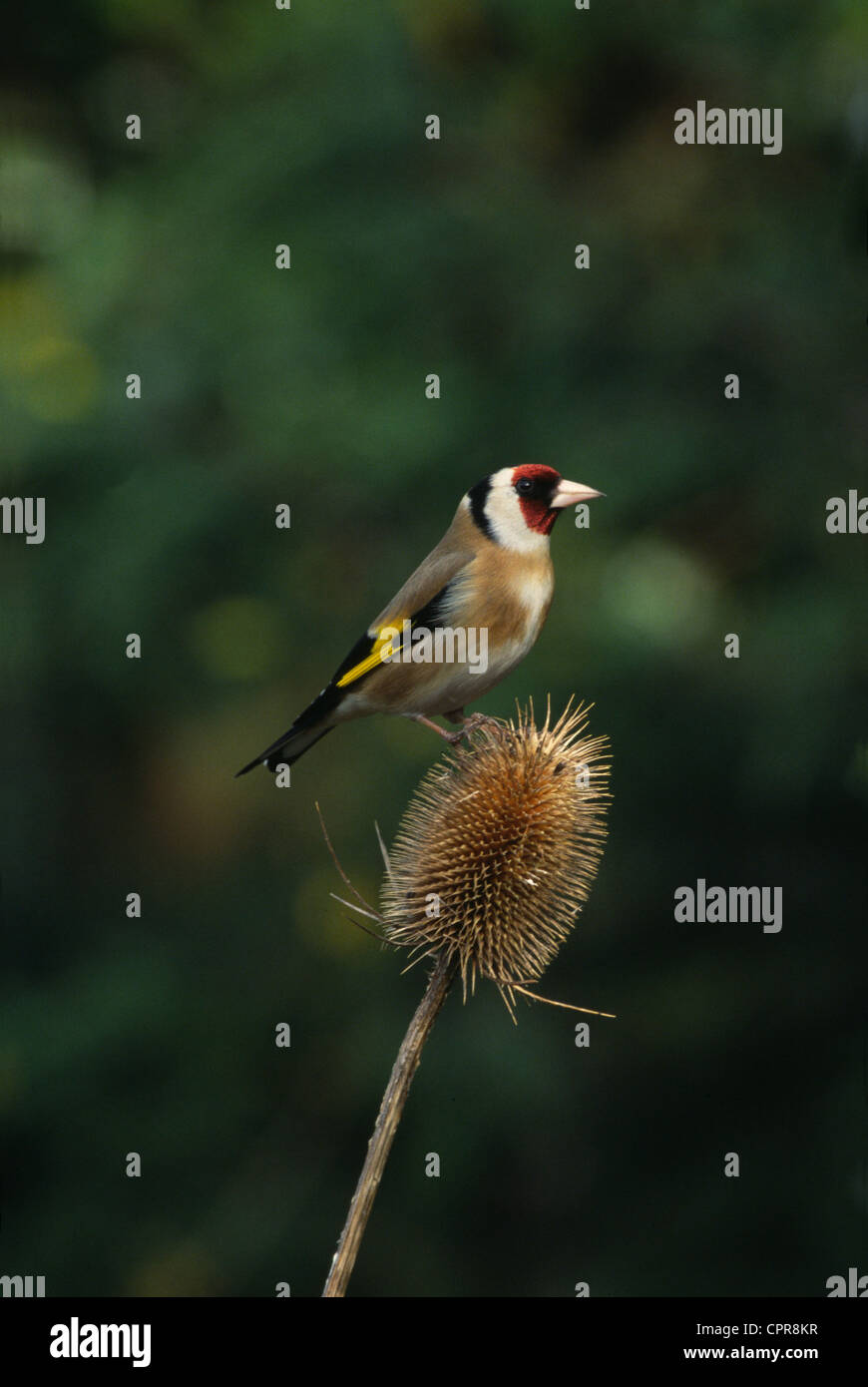 Male Goldfinch su Teasel si dirige in campagna Foto Stock