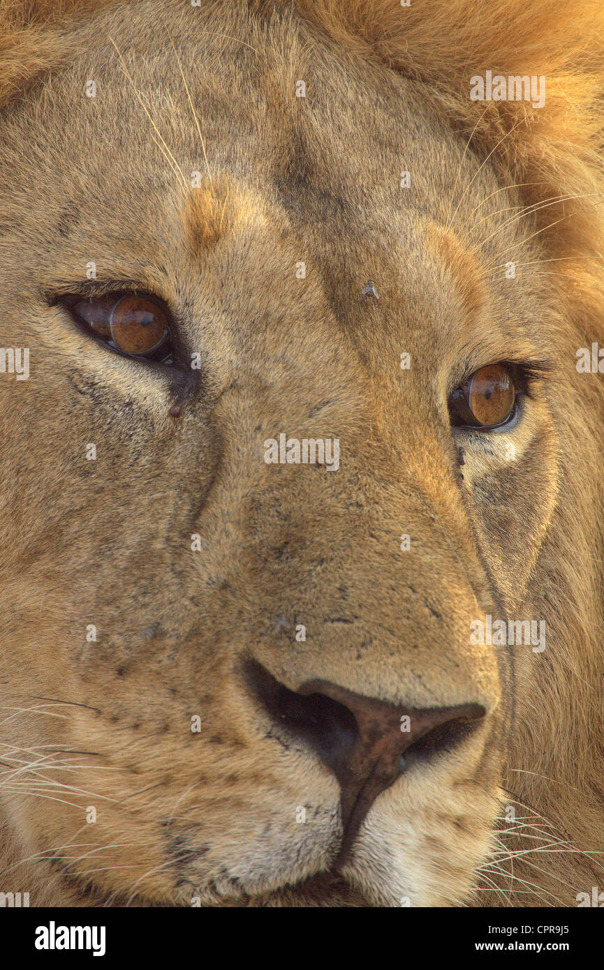 Maschio di leone, prese nel Parco Nazionale del Serengeti Tanzania Foto Stock