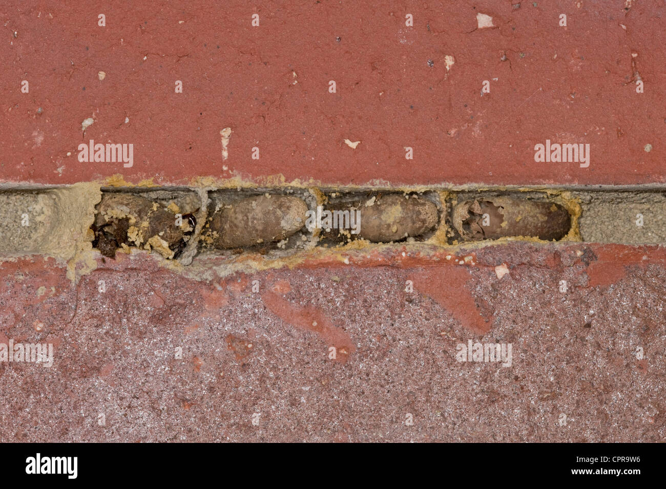 Il fango Wasp Nest sulla muratura aperti per vedere le pupe all'interno Foto Stock