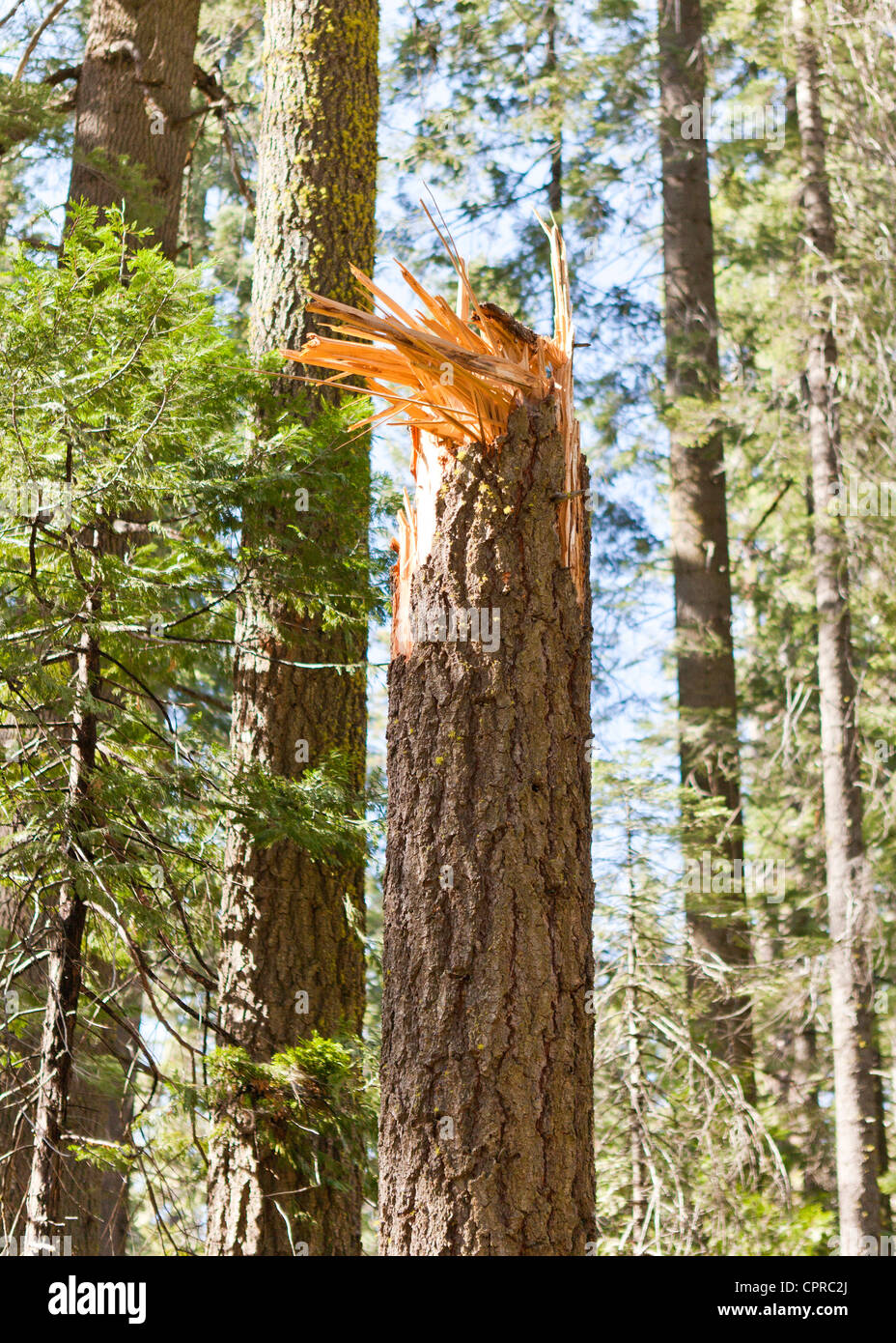 Rotture di tronco di albero a causa di forti venti Foto Stock
