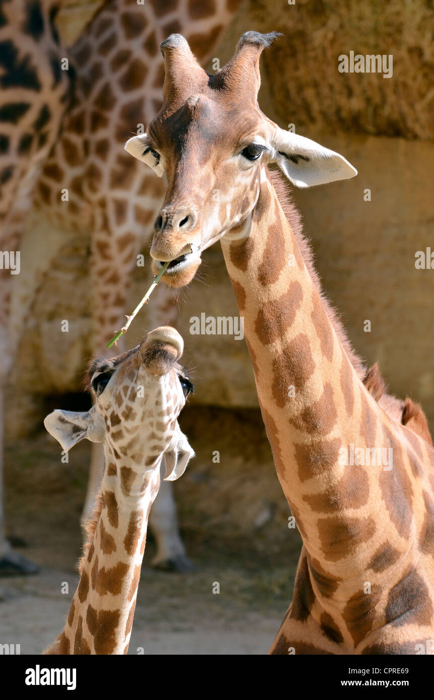 Giraffe (Giraffa camelopardalis) con un erba in bocca con il suo bambino Foto Stock