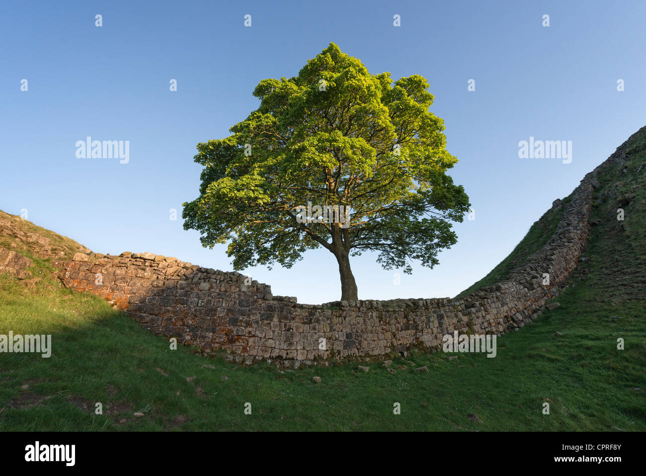 Il Vallo di Adriano a Sycamore Gap Foto Stock