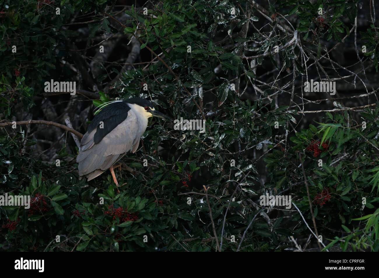 Nitticora di vegetazione, alberi e cespugli a Venezia Rookery vicino a Venezia in Florida, Stati Uniti d'America Foto Stock